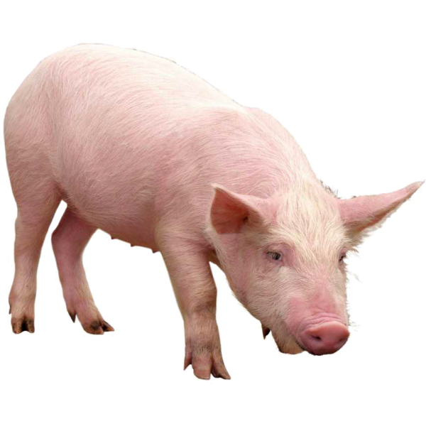 Комбикорма для свиней